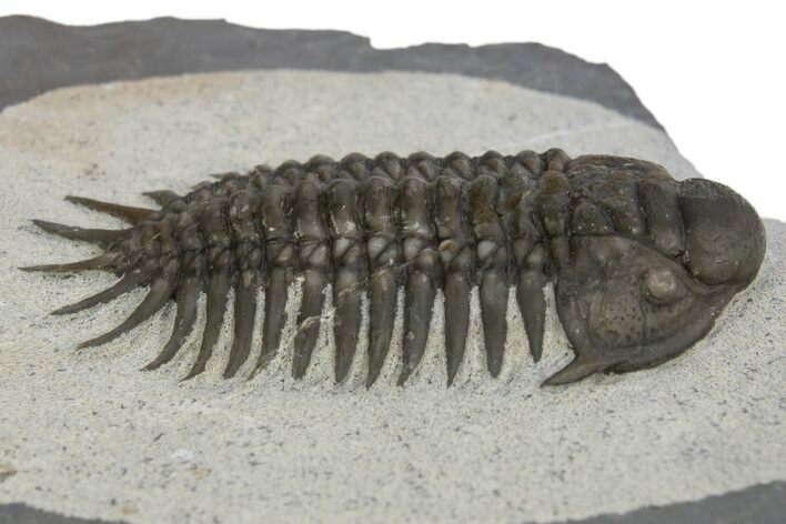 Uncommon Crotalocephalus Trilobite - Jorf, Morocco #328621